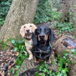 Two small dogs in the park